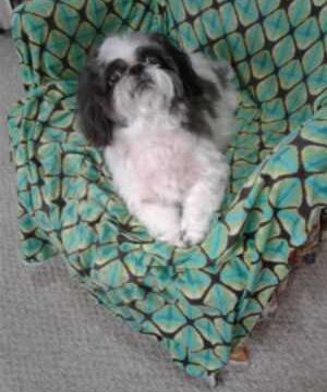 A small white and gray dog sits on a green patterned armchair