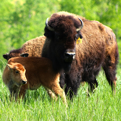 Sunset Ridge Buffalo Farm image